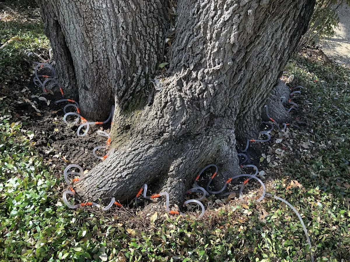 Detailed Tree Cabling and Bracing job site in Dumas