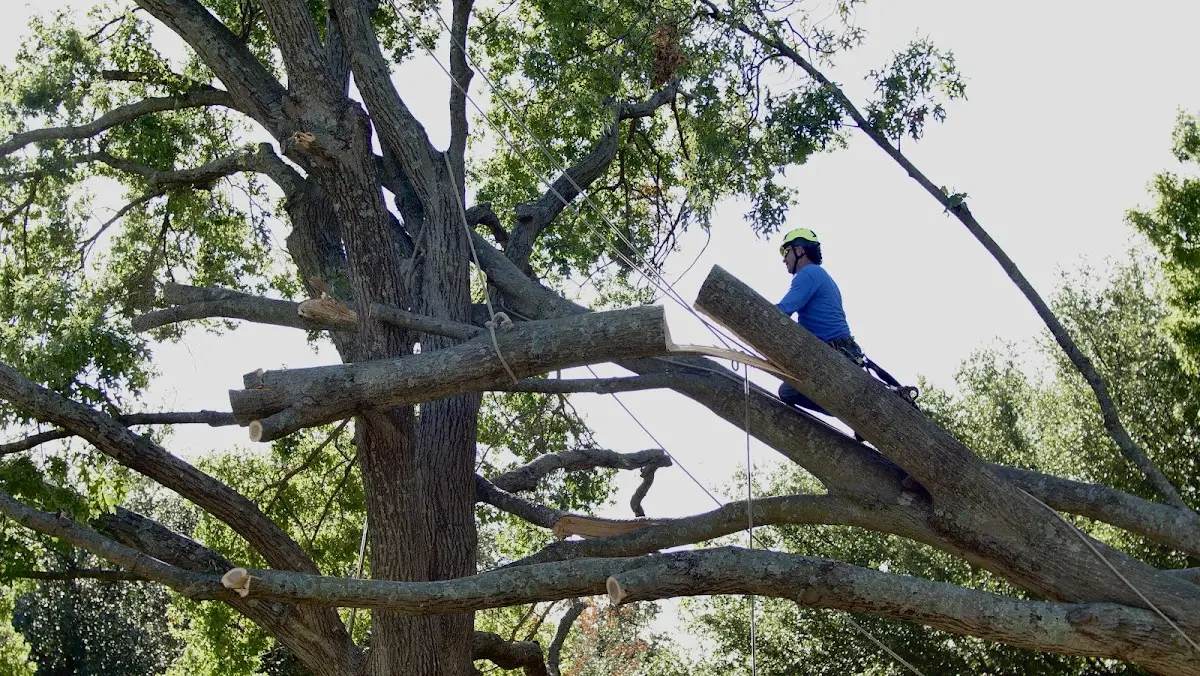 Professional Crown Thinning performed by certified arborists in Dumas